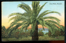 palm date tree for sale  Sunnyvale