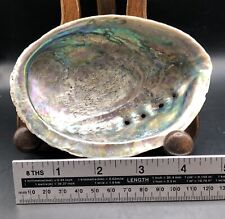 Abalone shell natural for sale  UK