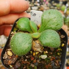 1cm Succulent Cactus Live Plant Tylecodon Nolteei Cactaceae Home Garden Rare, used for sale  Shipping to South Africa