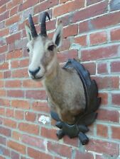 Nice real chamois for sale  NEW MILTON