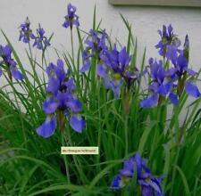 Iris sibirica sibirische gebraucht kaufen  Deutschland