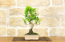 Bonsai di Ficus Retusa vaso cm. 18 usato  Giovinazzo
