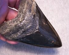 Megalodon shark tooth4 for sale  Hinesville