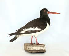 Taxidermy oystercatcher log for sale  DARLINGTON