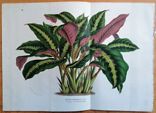 Van Houtte Flore de Serres Large Print Maranta warscewiczii - 1850, used for sale  Shipping to South Africa