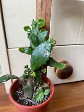 Mature opuntia monacantha for sale  MANCHESTER