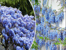 Blue chinese wisteria for sale  Saint Augustine