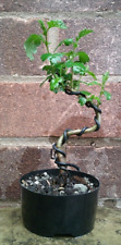 Hawthorn mame bonsai for sale  DUDLEY
