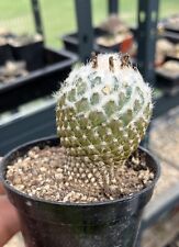 Encephalocarpus strobiliformis for sale  Shipping to Ireland