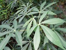 Cassava yuca green for sale  Apopka