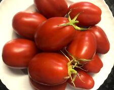 Tomatensamen italienische eier gebraucht kaufen  Deutschland