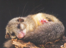 Used, Seven Sleepers *Glis Glis * European Edible Dormouse Postcard # 9 for sale  Shipping to South Africa