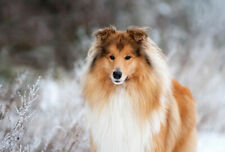 Collie hund dog gebraucht kaufen  Parkstein