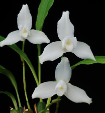 Lycaste skinneri alba usato  Spedire a Italy