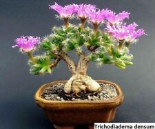 Trichodiadema densum diadema zwarta "BONSAI"  On its own root Rare plants ITALY usato  Tramonti