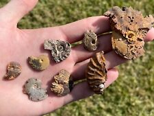Texas fossil ammonites for sale  Coppell