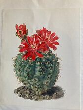 Used, Set Table Poster A3 Cactus Plant Oily Flower Gymnocalycium Baldianum for sale  Shipping to South Africa