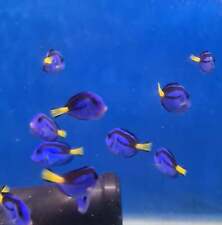 Regal tang 3.5 for sale  RUGELEY