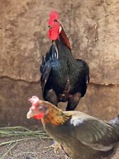 gamefowl chickens for sale  Long Beach
