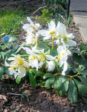 Helleborus niger jungpflanzen gebraucht kaufen  Neukloster