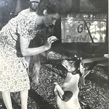 Vintage photo dog for sale  Arlington