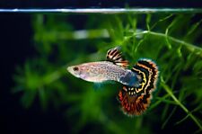 Fancy guppy young for sale  Pittsburg