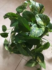 Epipremnum hanging plant for sale  Hackettstown