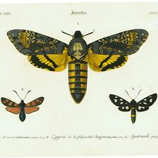 SCARCE Original D'Orbigny Hand-Colored Moths Engraving: LÉPIDOPTÈRES Pl. 17 for sale  Shipping to South Africa