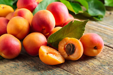 Manchurian apricot fruit for sale  Canton