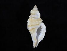 Sea shell Cymatium corrugatum 81.5mm ID#7271 for sale  Shipping to South Africa