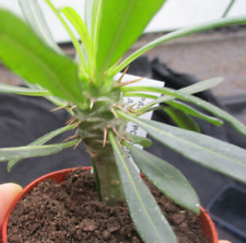 Pachypodium lamerei lovely for sale  BRISTOL