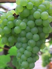 Grape perlette edible for sale  SOUTHAMPTON