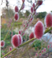 Salix mount aso for sale  DURHAM