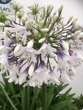 New agapanthus fireworks for sale  MEXBOROUGH