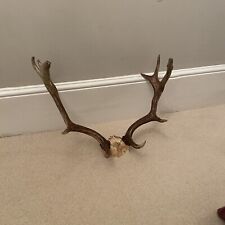 Stag fallow deer for sale  WIMBORNE