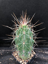 Echinocereus polyacanthus cact usato  Massafra