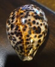 Cypraea tigris 76.2mm for sale  Bradenton