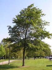Pin oak tree for sale  Center