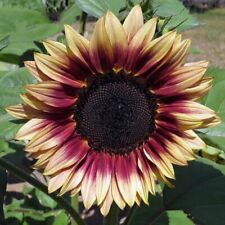 Ruby eclipse sunflower for sale  FERRYHILL