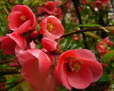 Chaenomeles japonica japanese for sale  NEWTOWNARDS