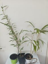 Winter hardy bamboo for sale  LONDON