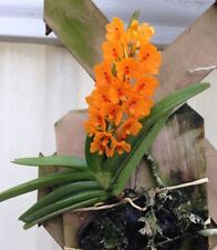 Orchid orchid ascocentrum for sale  Shipping to Ireland