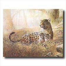 Tropical leopard cat for sale  Springdale