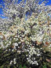 Graines prunus padus d'occasion  Sabres