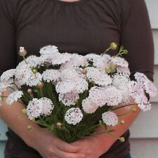 Didiscus rosa encaje - semillas de flores premium - ¡Hermoso! ¡EE. UU.! Más de 125 semillas anuales segunda mano  Embacar hacia Argentina