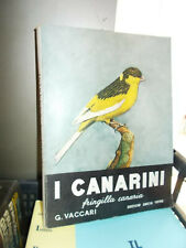 Canarini fringilla canaria usato  Pordenone