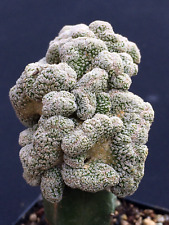 Pelecyphora pseudopectinata cr usato  Spedire a Italy
