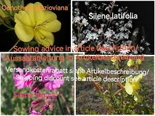 Nocny motyl Mieszanka nasion kwiatów, Nightflowers seed mix, Baza pokarmowa Nietoperze na sprzedaż  Wysyłka do Poland