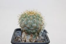 Copiapoa columna alba JN 831 rare cactus ortegocactus aylostera navajoa MARcacti, używany na sprzedaż  PL