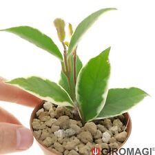 Hoya carnosa cv. usato  Cortona